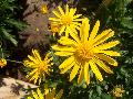 African Sun Daisy Bush / Euryops chrysanthemoides 